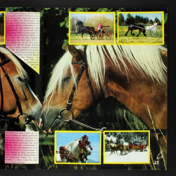 Pferde und Ponys Hobby Panini sticker album complete